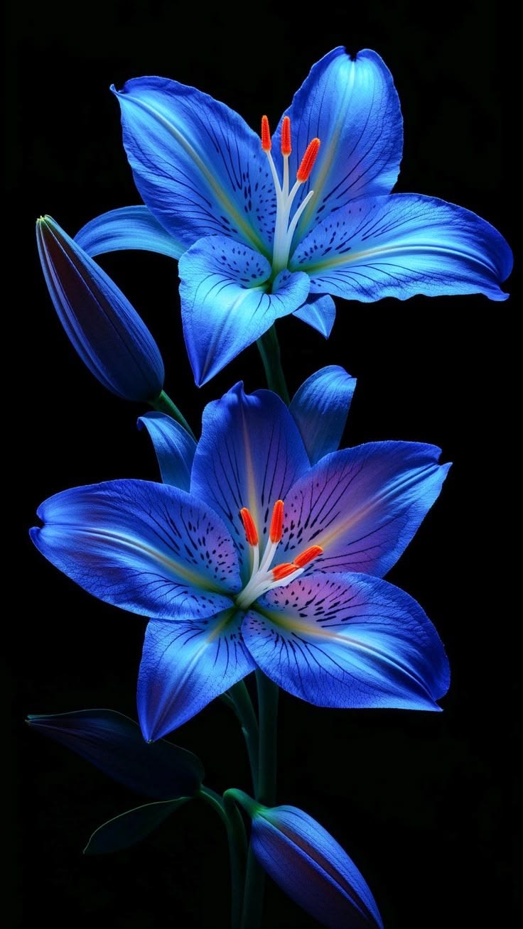 Blue Lily