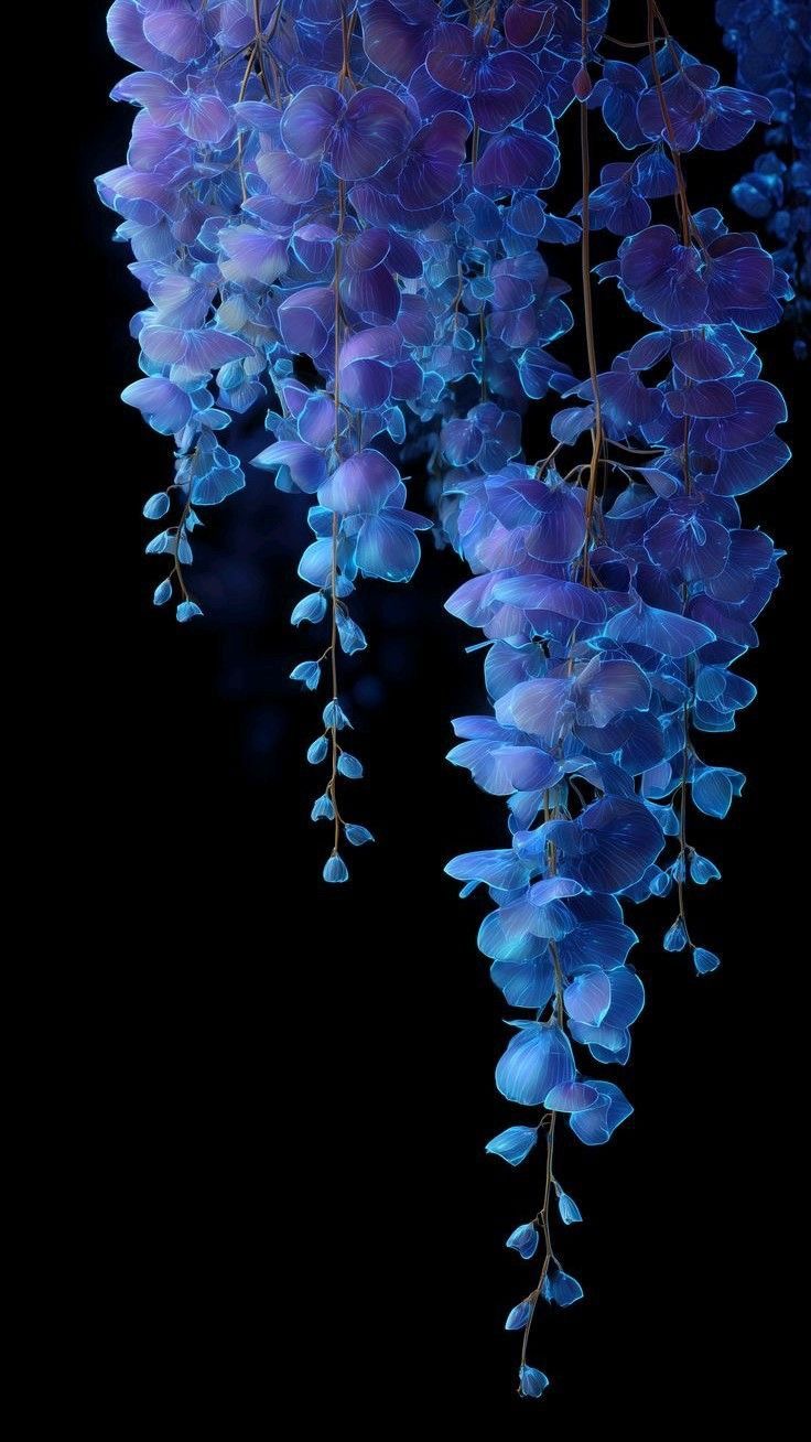 Blue Wisteria