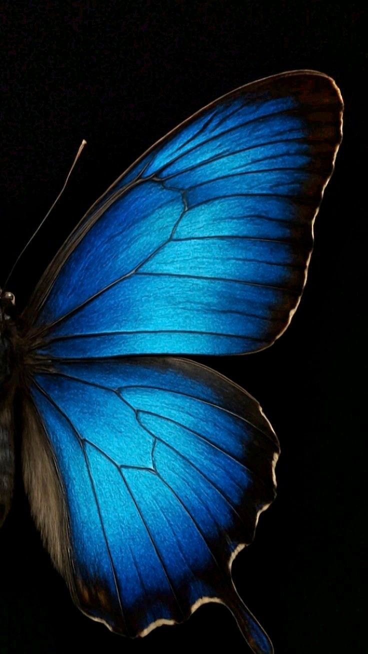 Blue Butterfly