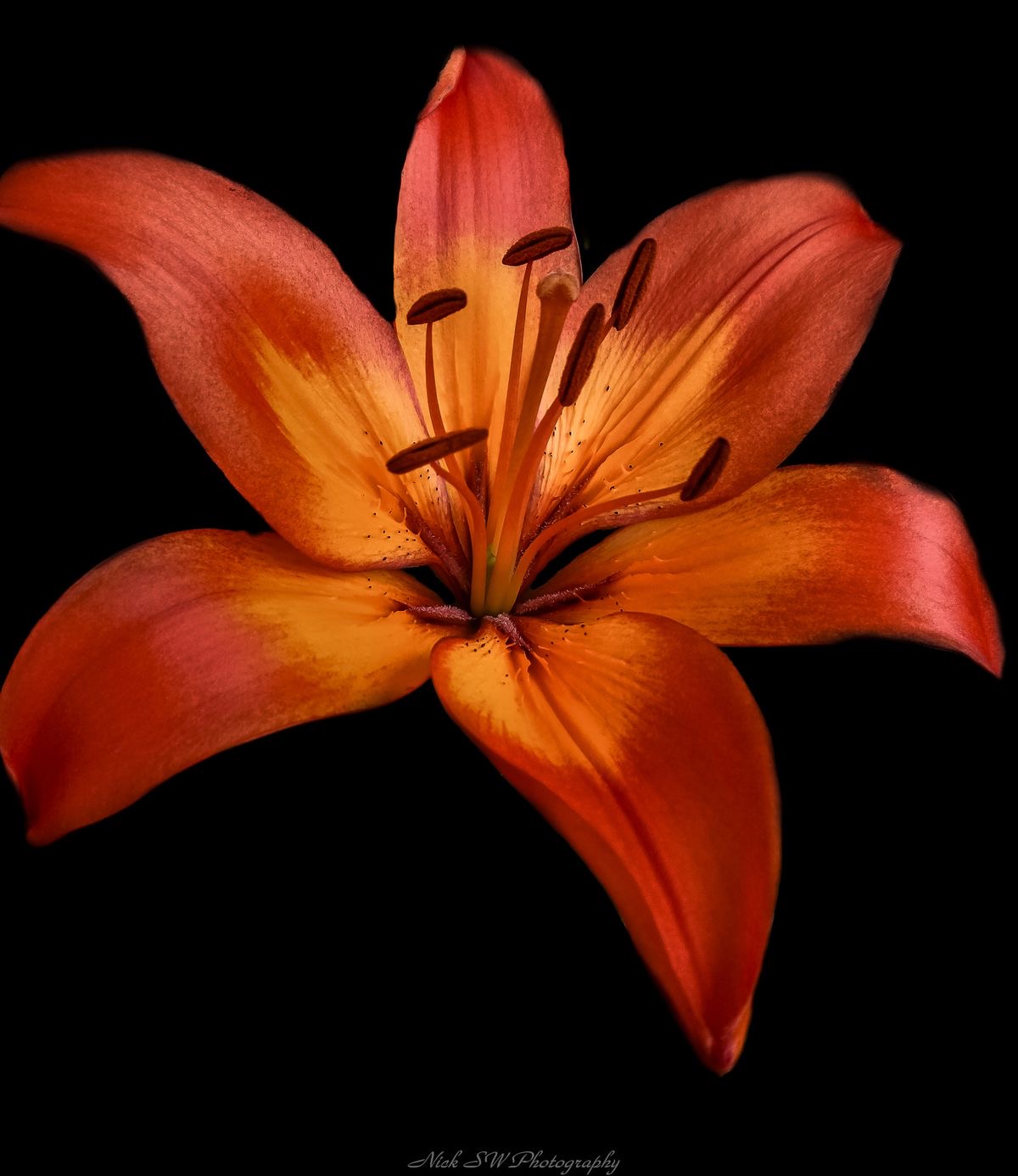 Orange Lily