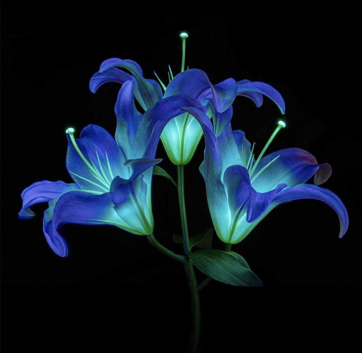 Bioluminescent Blue Lilies
