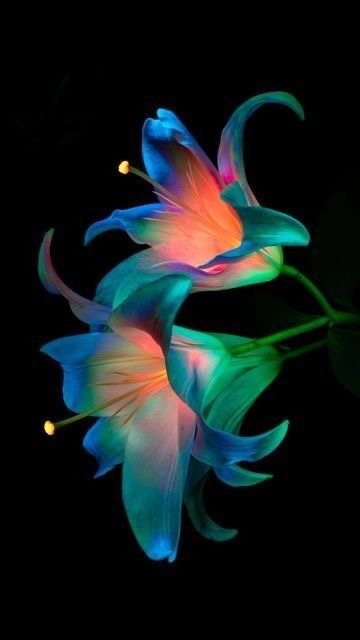 Neon Lily