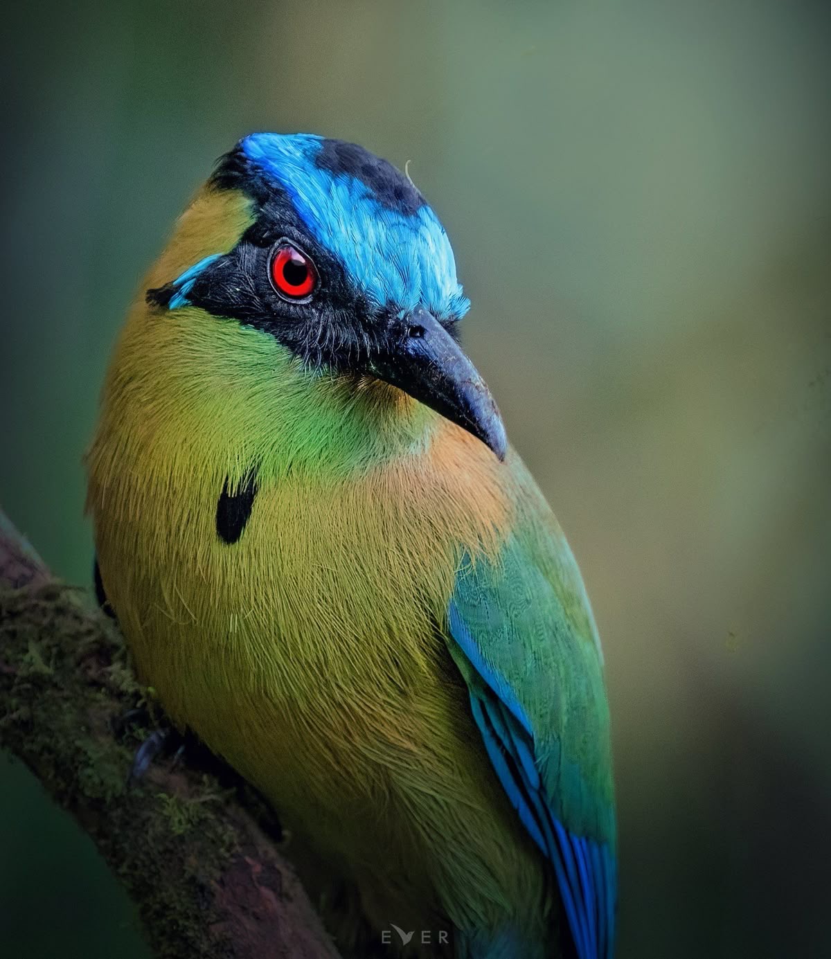 Tropical Bird