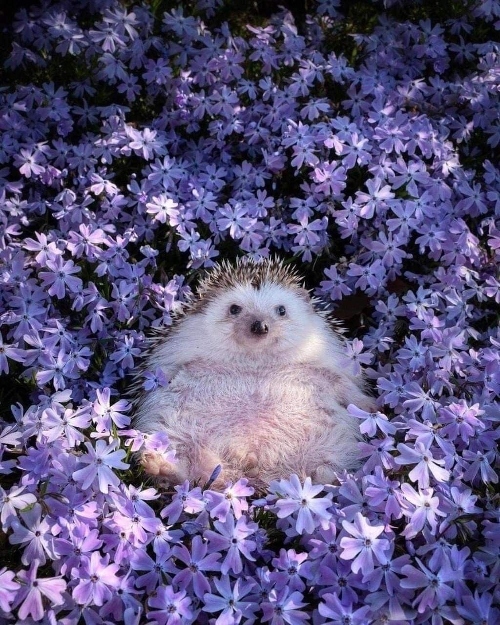 Hedgehog