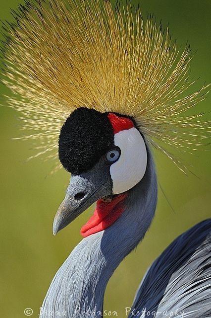 Crowned Crane